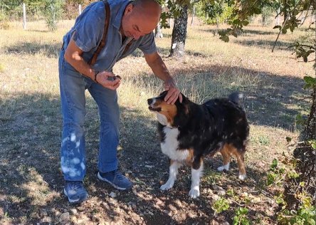 truffle hound