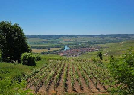 Vineyard near Epernay in Champagne, France