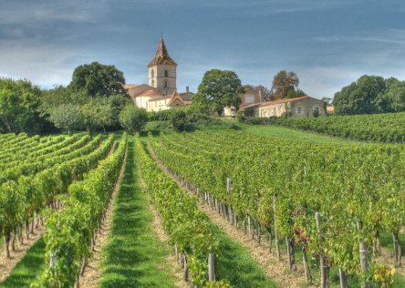 Gironde vineyard, Bordeaux