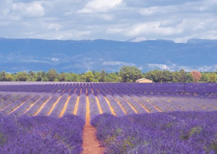 Lavender field in Provence