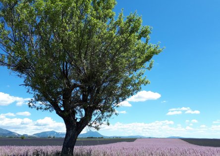 Lavender field in Provence Lavender field in Provence