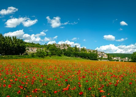 Poppy field in France