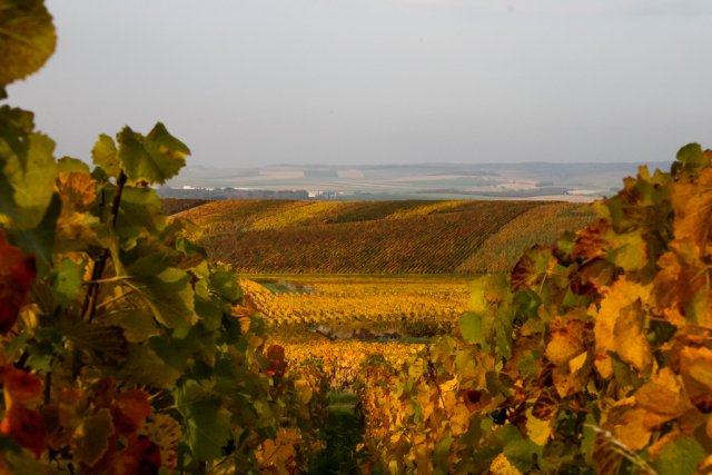 The fall colors in the Champagne vineyards