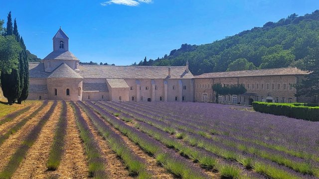 Senanque Abbey with purple lavender fields in front of it