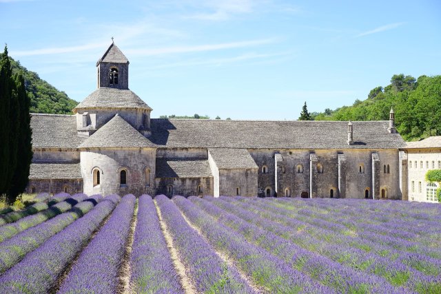 Senanque Abbey with a lavender field in front