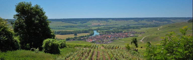 Vineyard near Epernay in Champagne, France