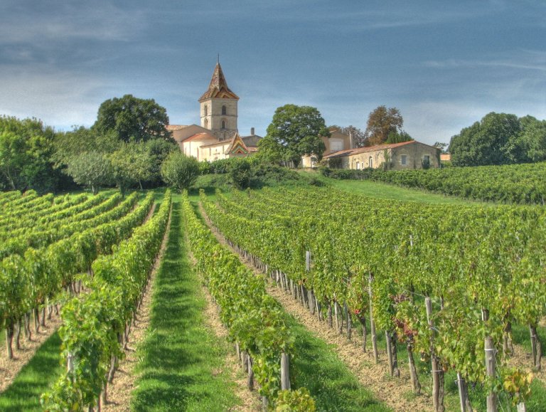 Gironde vineyard, Bordeaux