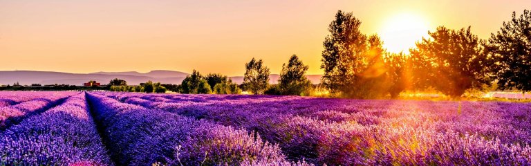 A lavender field in Provence