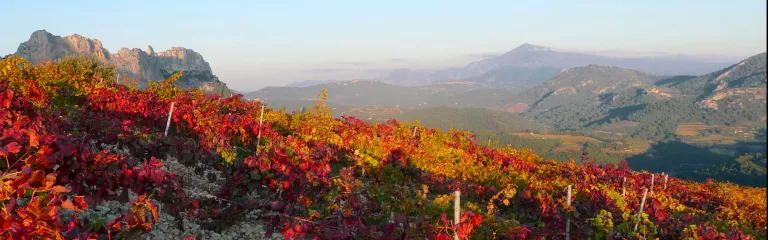 Red and yellow vineyards in France during the fall