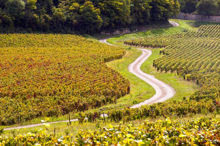 Burgundy vineyards