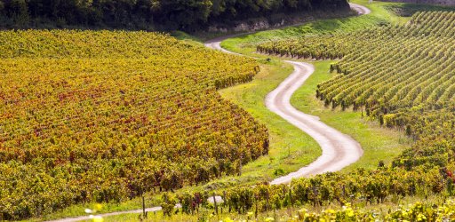 Burgundy vineyards